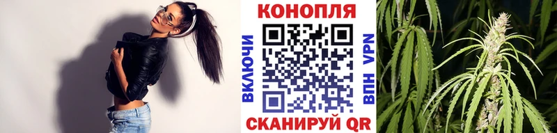 Конопля сатива  Томмот 